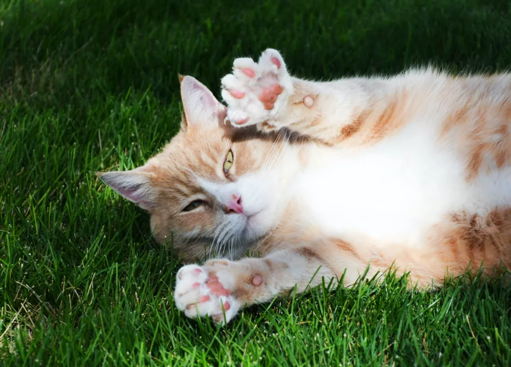 maine coon paws