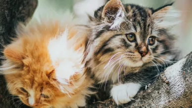 Free Maine coon kittens