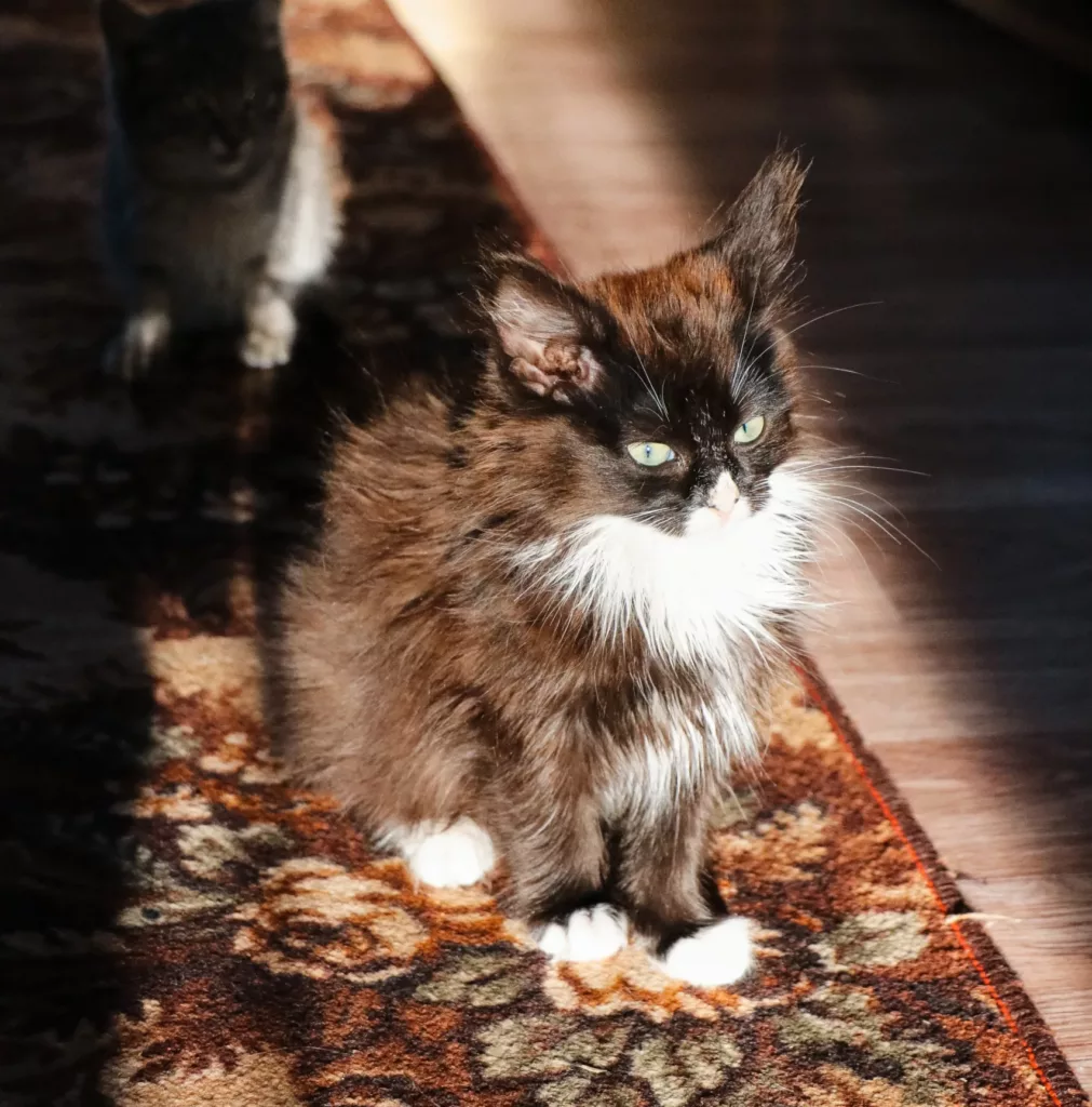 where can i find a maine coon cat