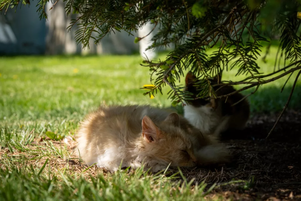 free kittens maine coon