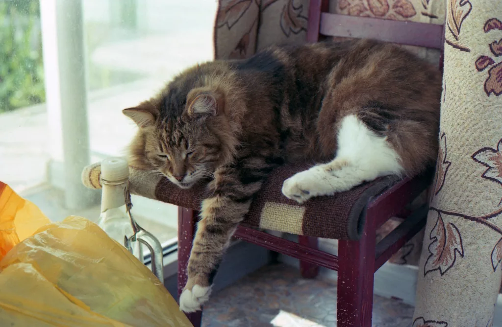 do maine coon shed