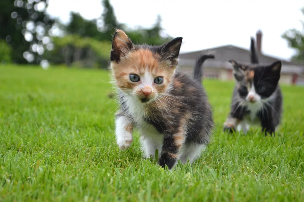 Adopting a Cat or Kitten