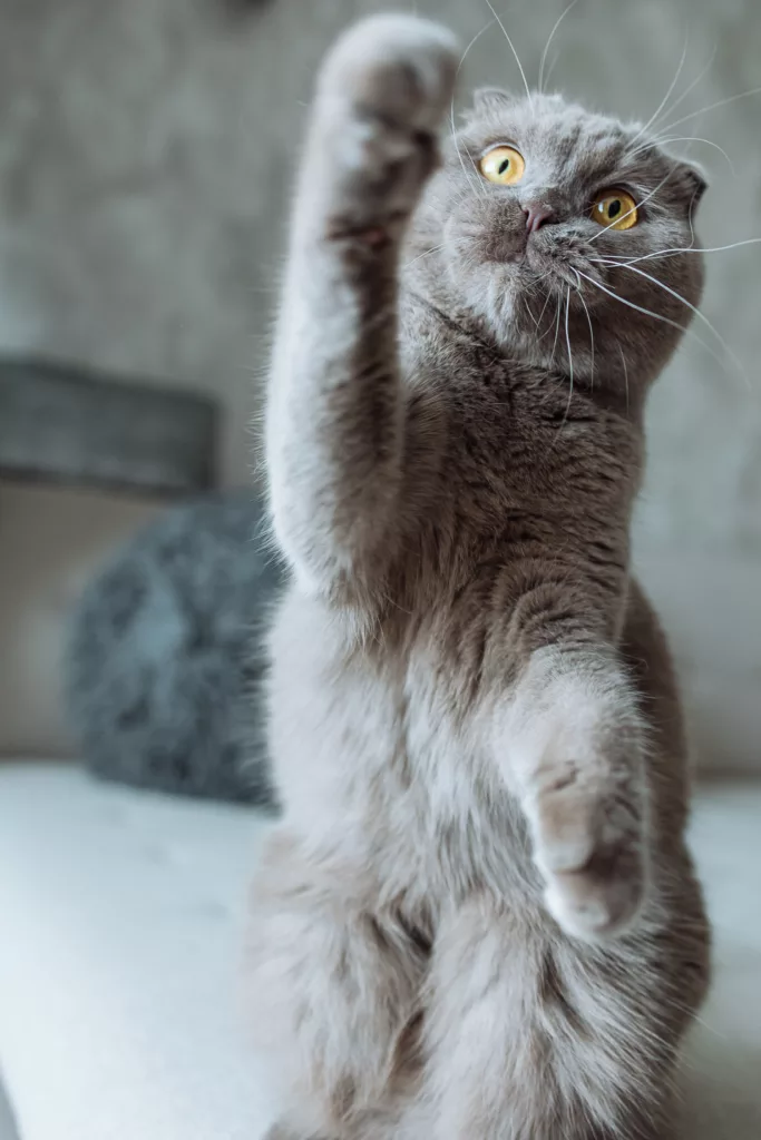 maine coon paws