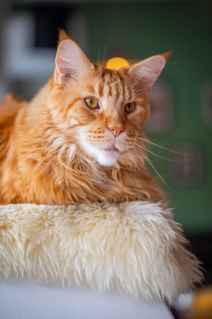 9 traits that set Maine coons apart