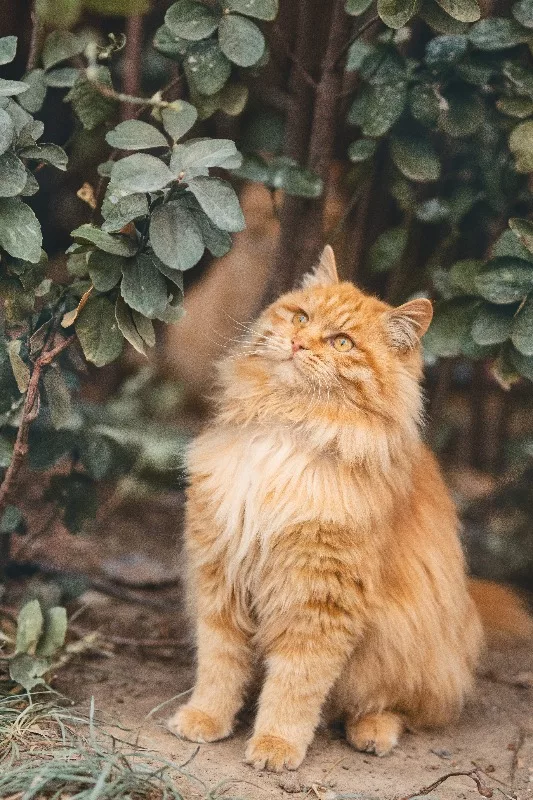 golden mainecoon