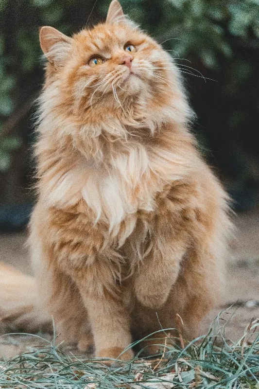 golden mainecoon