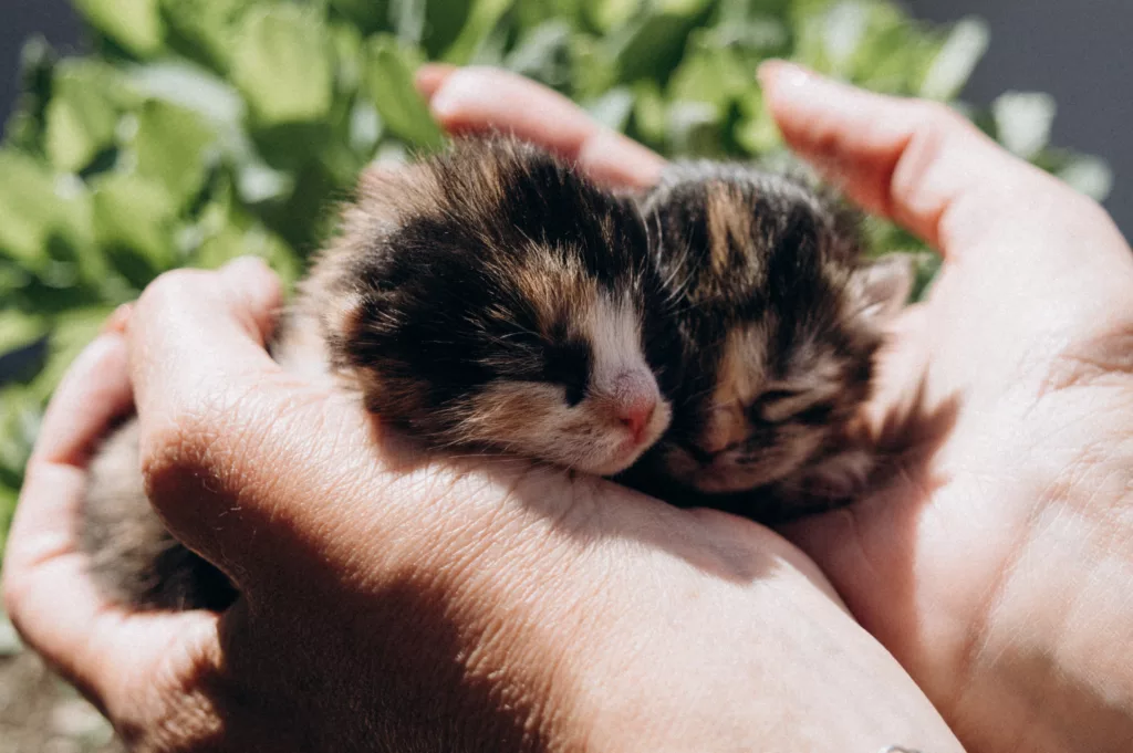 Free Maine coon kittens