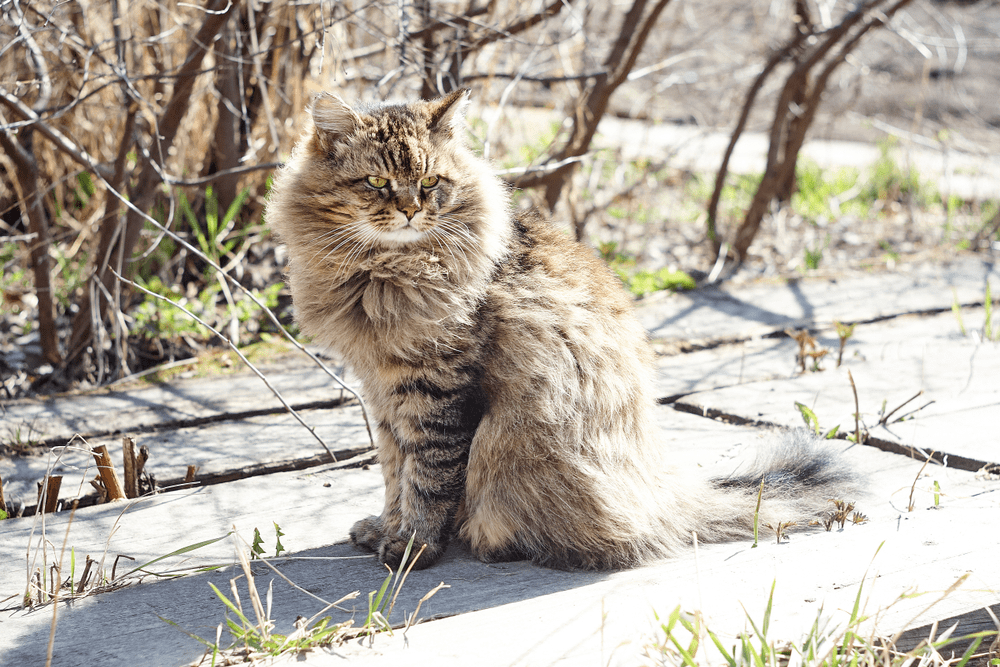Price of Siberian Cat