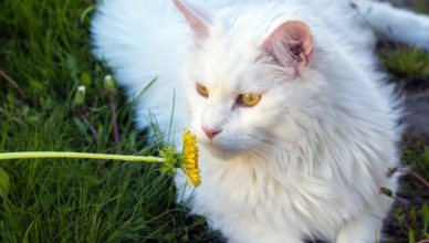 Short Hair Maine Coon Archives Mainecoon Companion