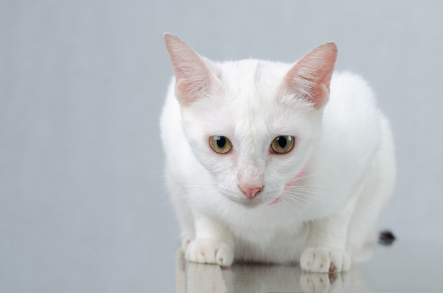 White Maine Coon